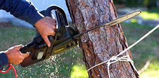 Best Storm Damage Tree Cleanup  in Rosedale, CA