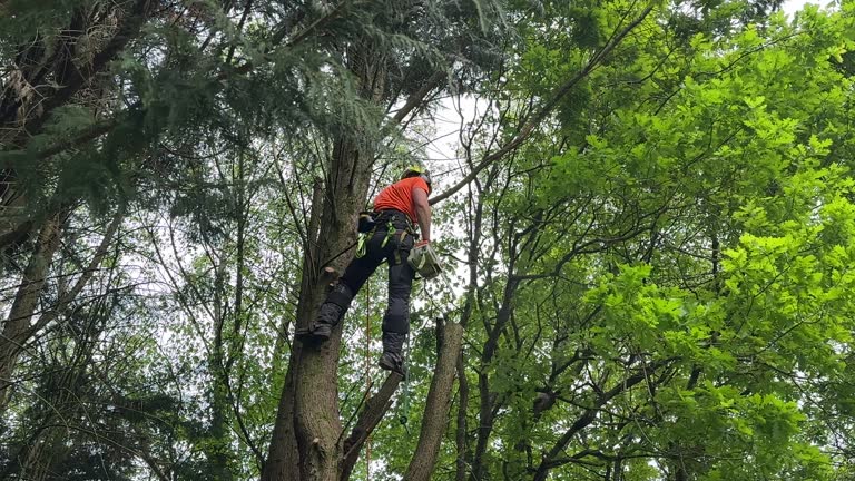 Best Tree Removal  in Rosedale, CA