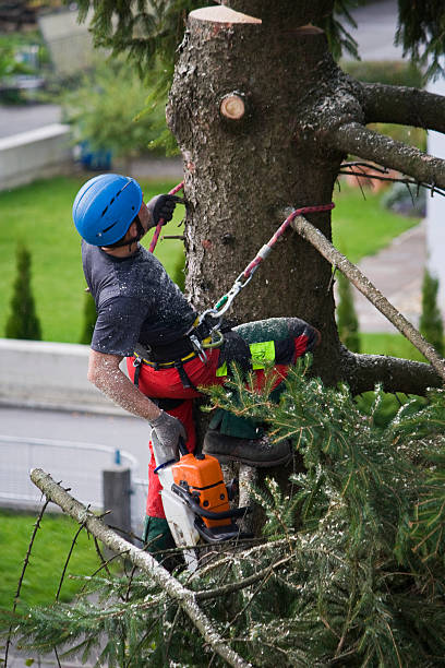 Best Tree Health Inspection  in Rosedale, CA