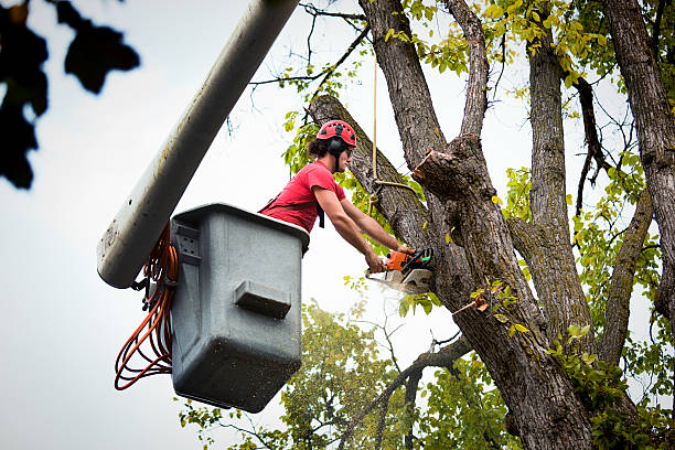 How Our Tree Care Process Works  in  Rosedale, CA